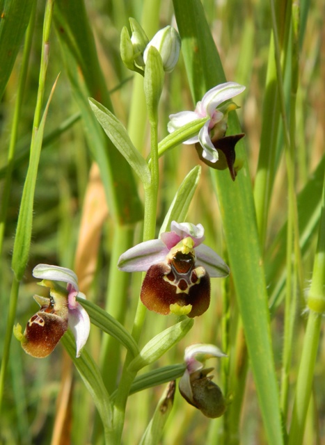 Ophrys appennina